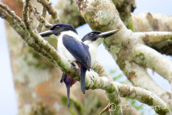 Ultramarine Kingfisher ソロモン諸島 Unknown Date