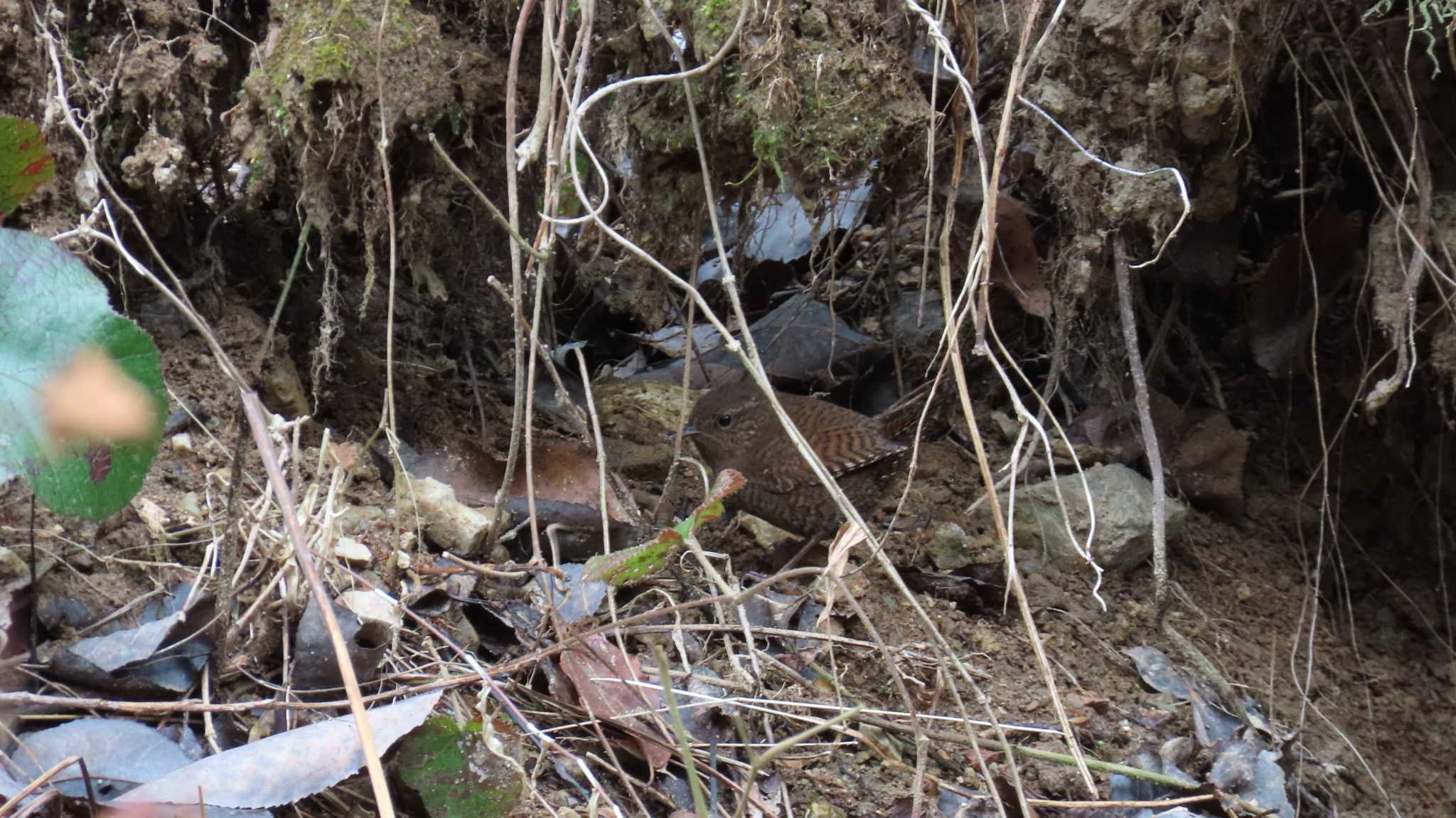 Eurasian Wren