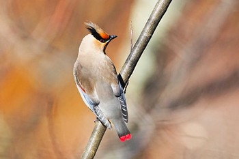 Japanese Waxwing 赤城山 Sun, 2/4/2024