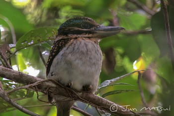 Hook-billed Kingfisher