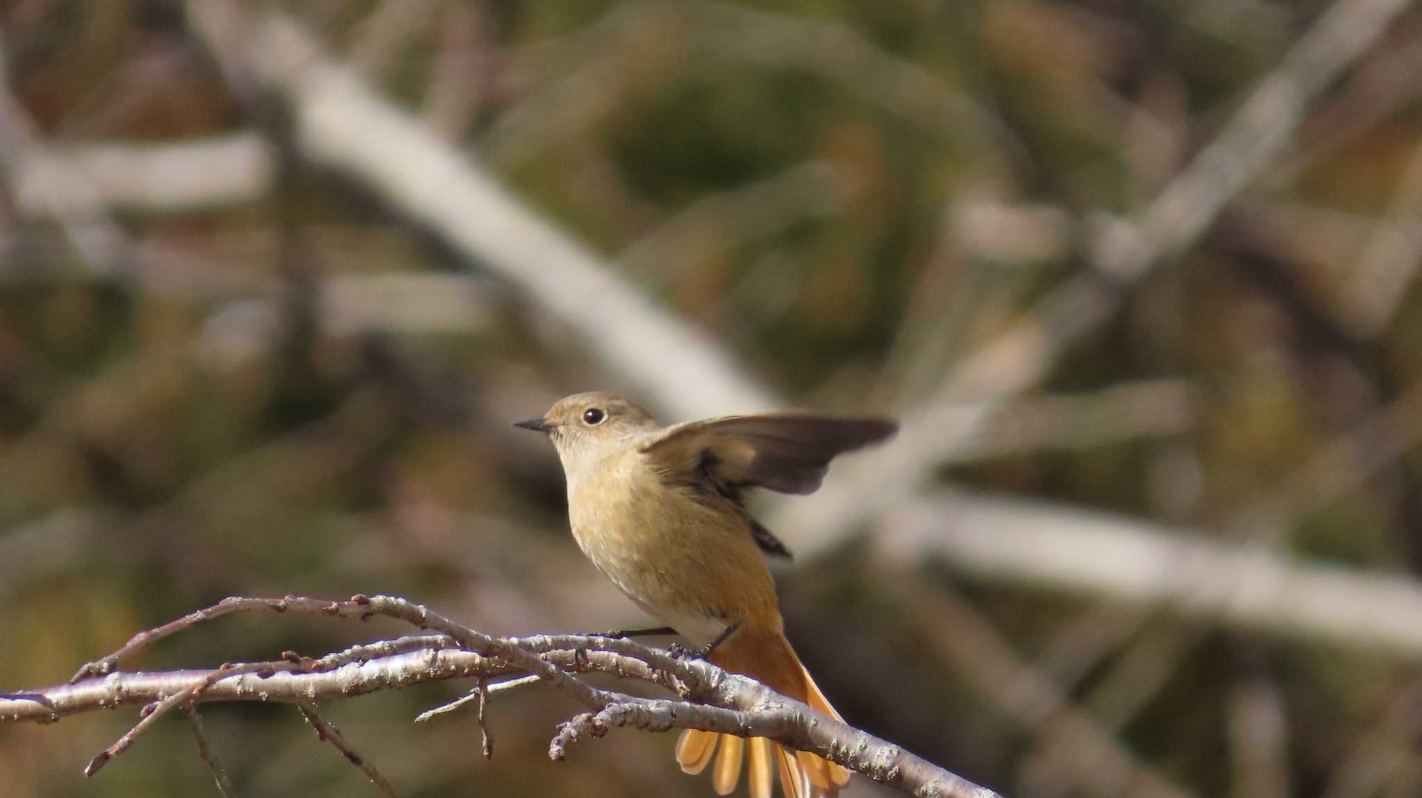 Daurian Redstart