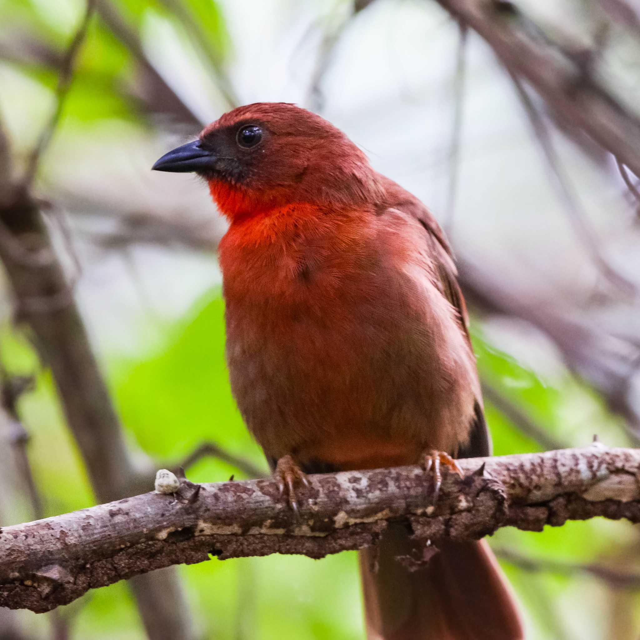 Photo of Red-throated Ant Tanager at Coba Ruins by Trio