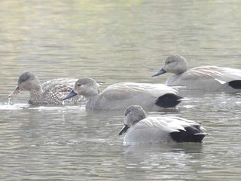 2024年2月6日(火) 鴨川の野鳥観察記録