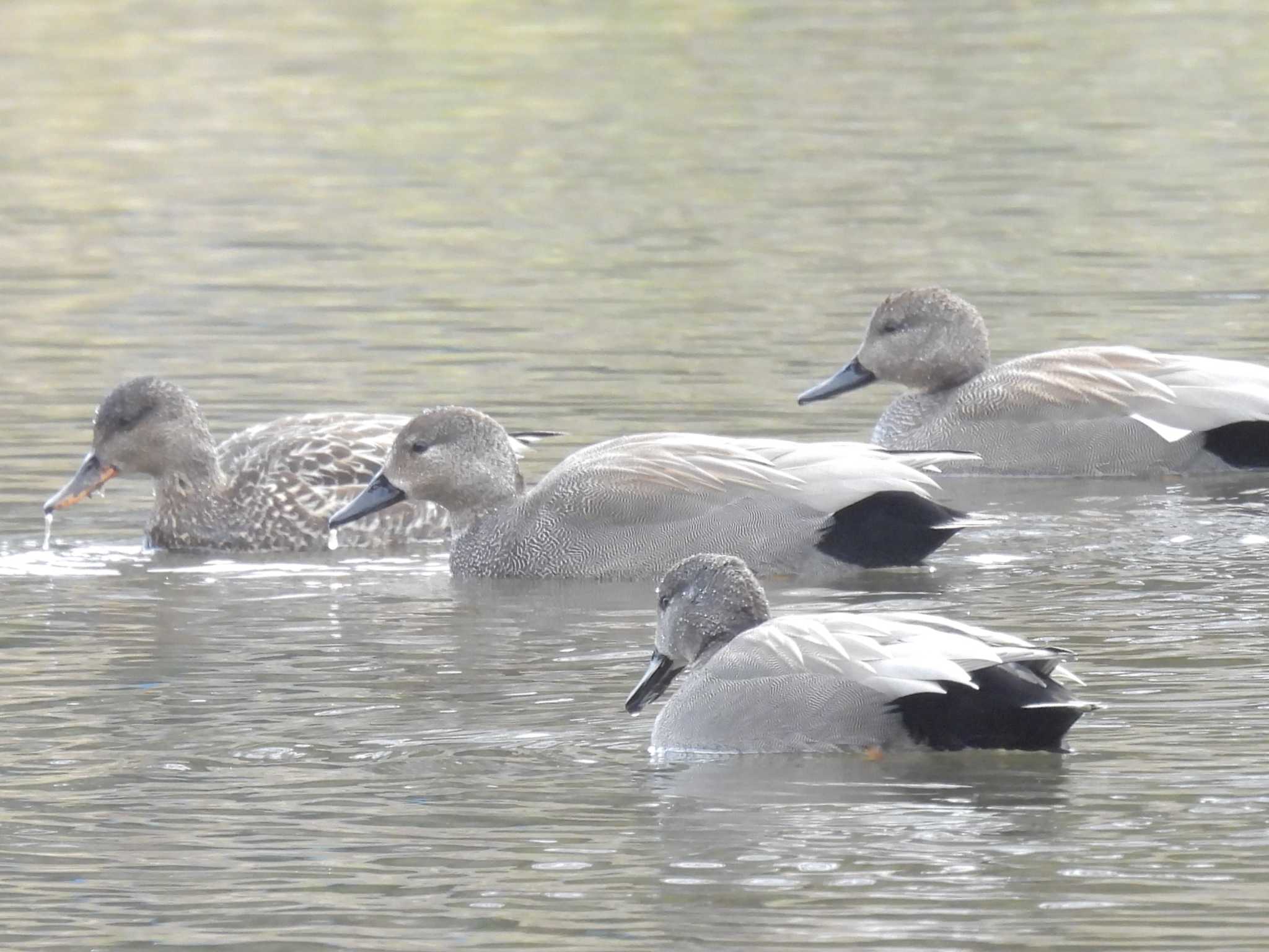 Photo of Gadwall at 鴨川 by ゆりかもめ