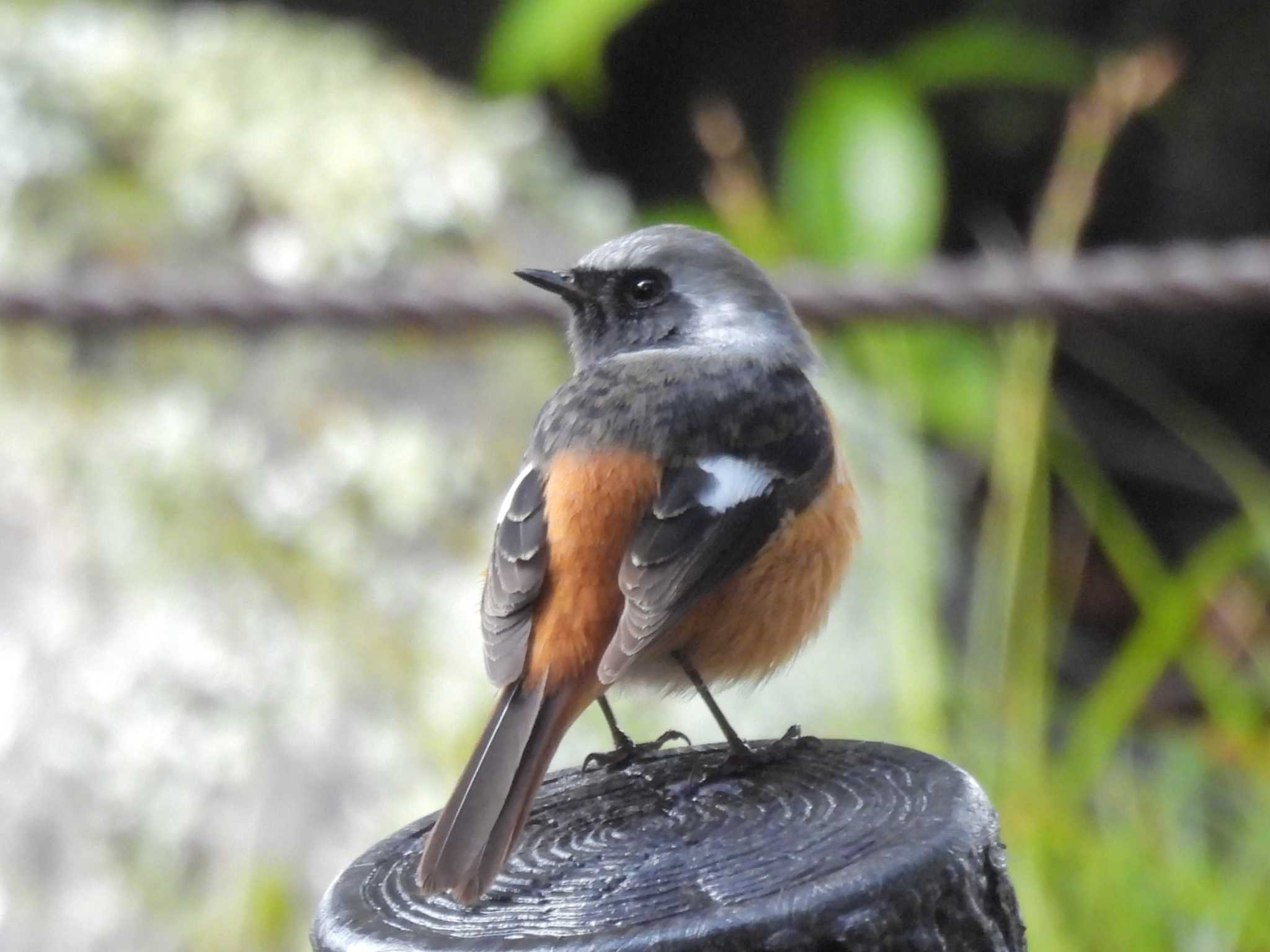 Daurian Redstart