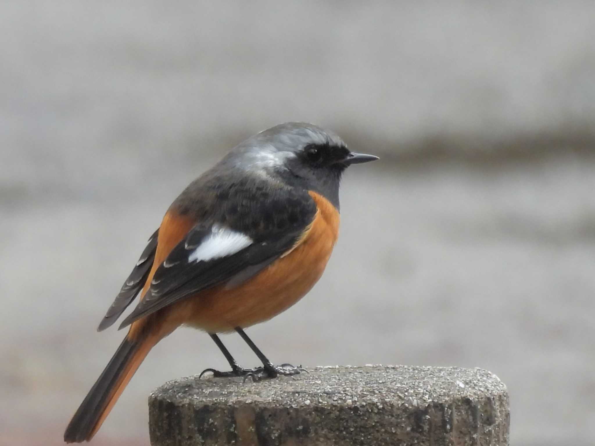 Daurian Redstart