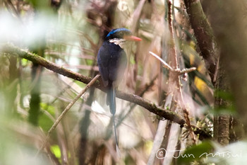 Little Paradise Kingfisher