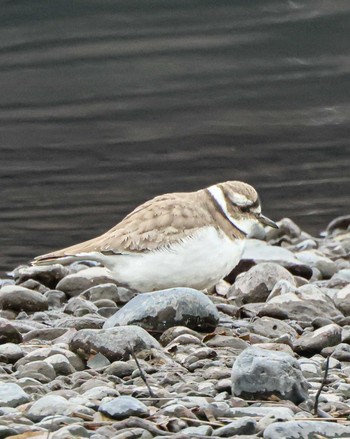 Long-billed Plover 多摩川河川敷 Tue, 2/6/2024