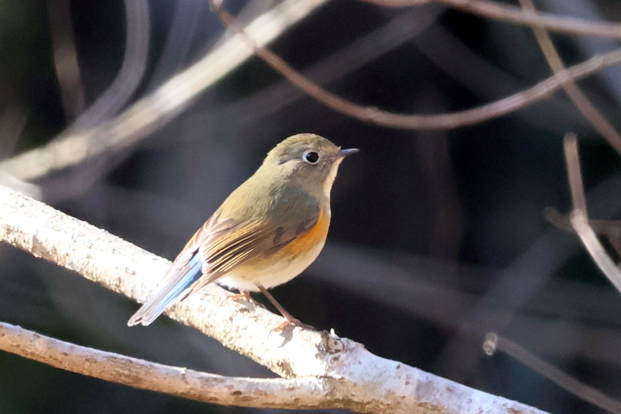 Red-flanked Bluetail