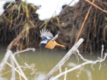 Daurian Redstart Akigase Park Tue, 2/6/2024