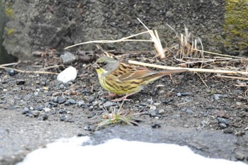 Masked Bunting Akigase Park Tue, 2/6/2024