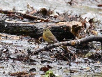 Red-flanked Bluetail Akigase Park Mon, 2/5/2024