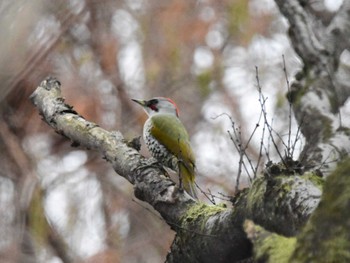 Japanese Green Woodpecker Akigase Park Mon, 2/5/2024