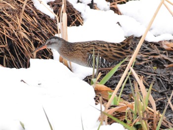 Brown-cheeked Rail Akigase Park Tue, 2/6/2024