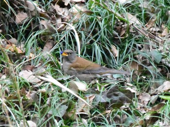 Pale Thrush Akigase Park Mon, 2/5/2024