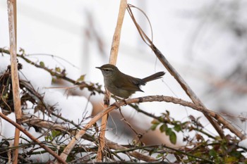 Japanese Bush Warbler Akigase Park Tue, 2/6/2024