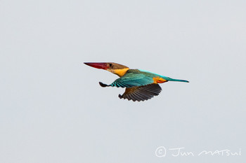 Stork-billed Kingfisher スリランカ Unknown Date