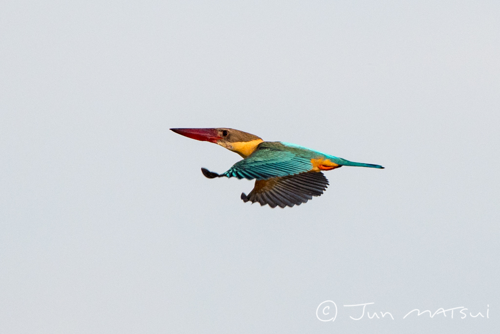 Photo of Stork-billed Kingfisher at スリランカ by Jun Matsui