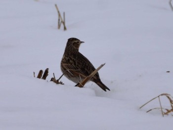 Eurasian Skylark Akigase Park Tue, 2/6/2024