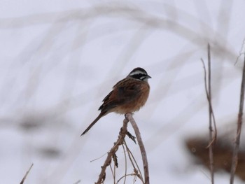 Meadow Bunting Akigase Park Tue, 2/6/2024