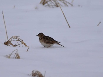 Eurasian Skylark Akigase Park Tue, 2/6/2024