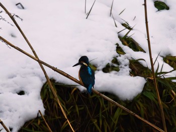 Common Kingfisher Akigase Park Tue, 2/6/2024