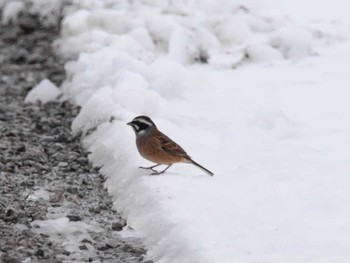 Meadow Bunting Akigase Park Tue, 2/6/2024