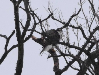 Eurasian Goshawk Akigase Park Tue, 2/6/2024