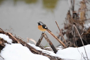 Daurian Redstart Akigase Park Tue, 2/6/2024