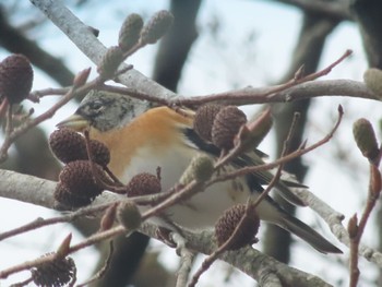 Brambling 六甲山 Sun, 2/4/2024