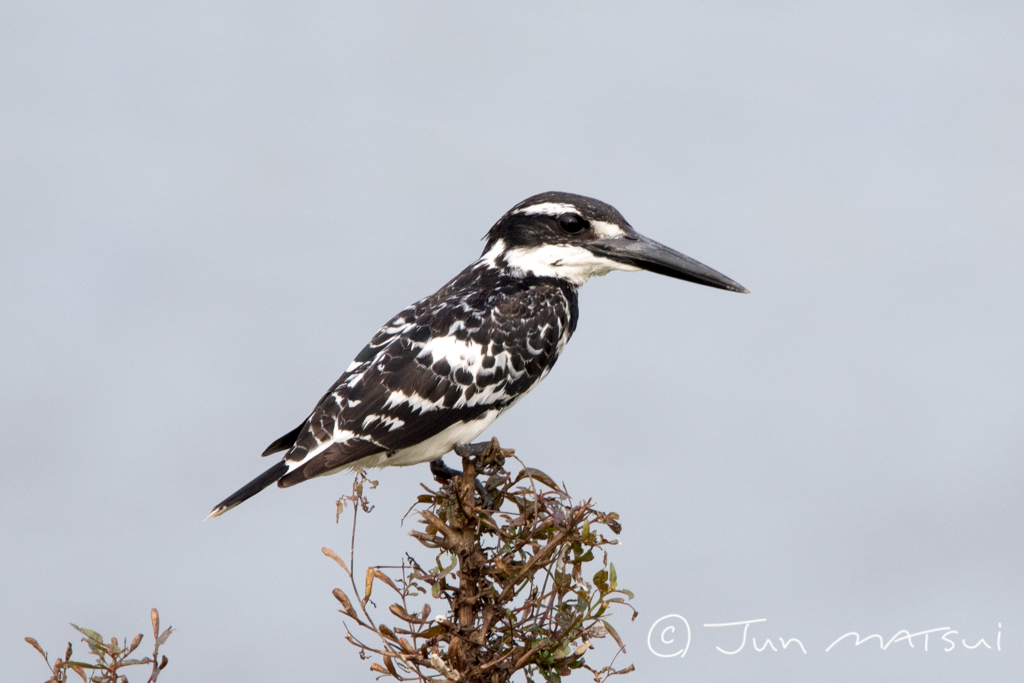 Photo of Pied Kingfisher at スリランカ by Jun Matsui