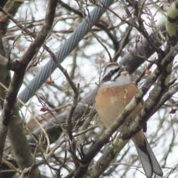 Meadow Bunting 六甲山 Sun, 2/4/2024