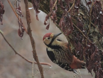 White-backed Woodpecker 金剛山 Tue, 2/6/2024