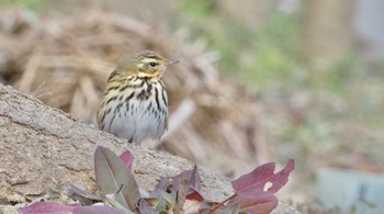 ビンズイ 馬見丘陵公園 2024年1月13日(土)