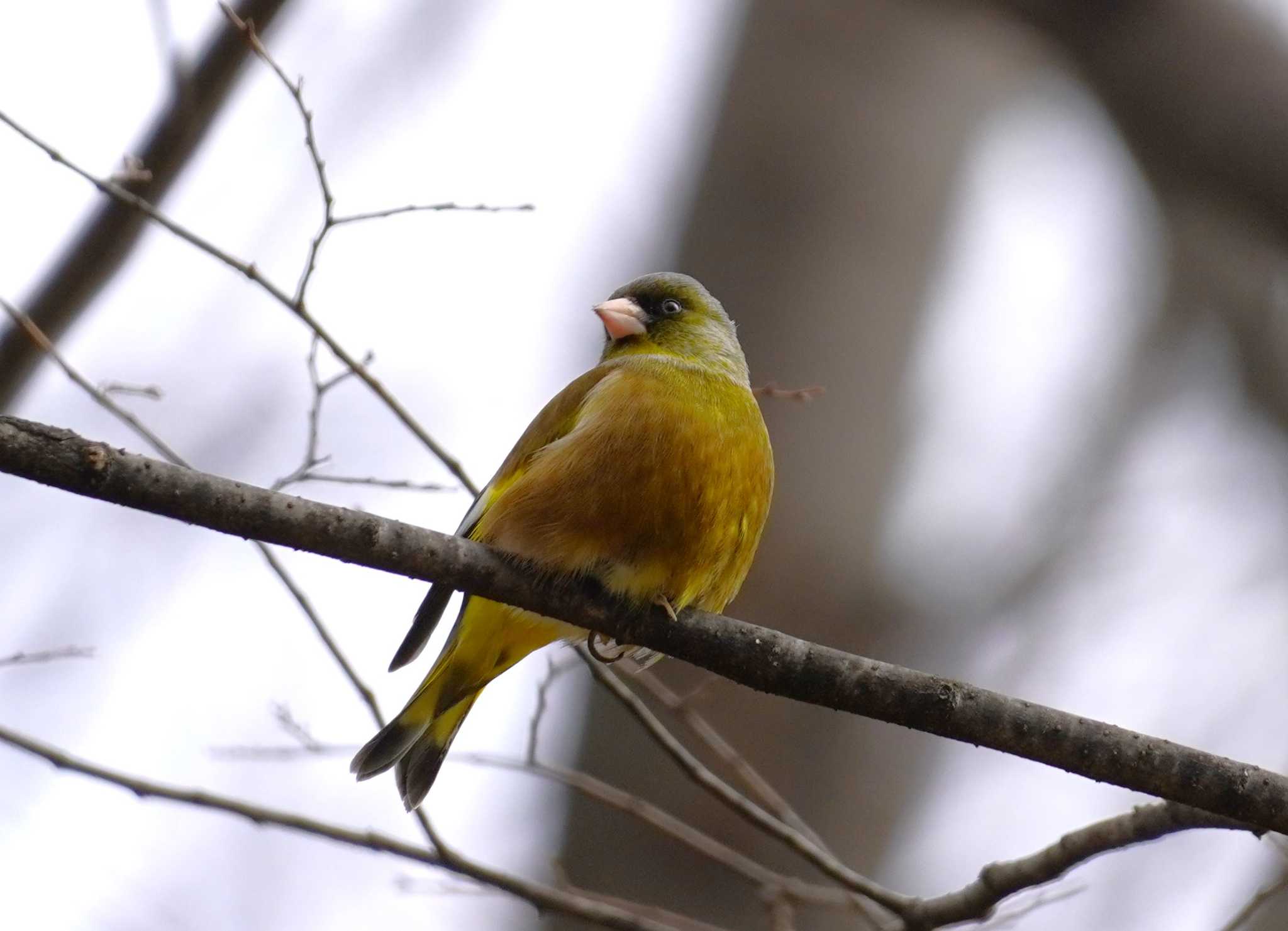 Grey-capped Greenfinch