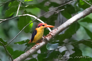 Black-backed Dwarf Kingfisher スリランカ Unknown Date