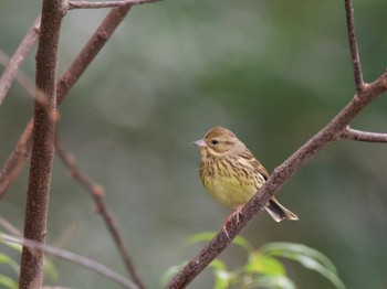 Tue, 2/6/2024 Birding report at Yatoyama Park