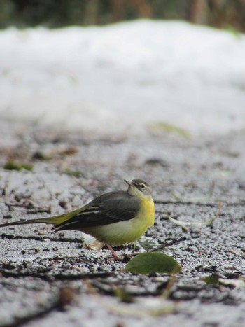 Tue, 2/6/2024 Birding report at 神奈川県横浜市