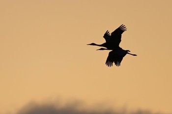 White-naped Crane Unknown Spots Thu, 1/25/2024