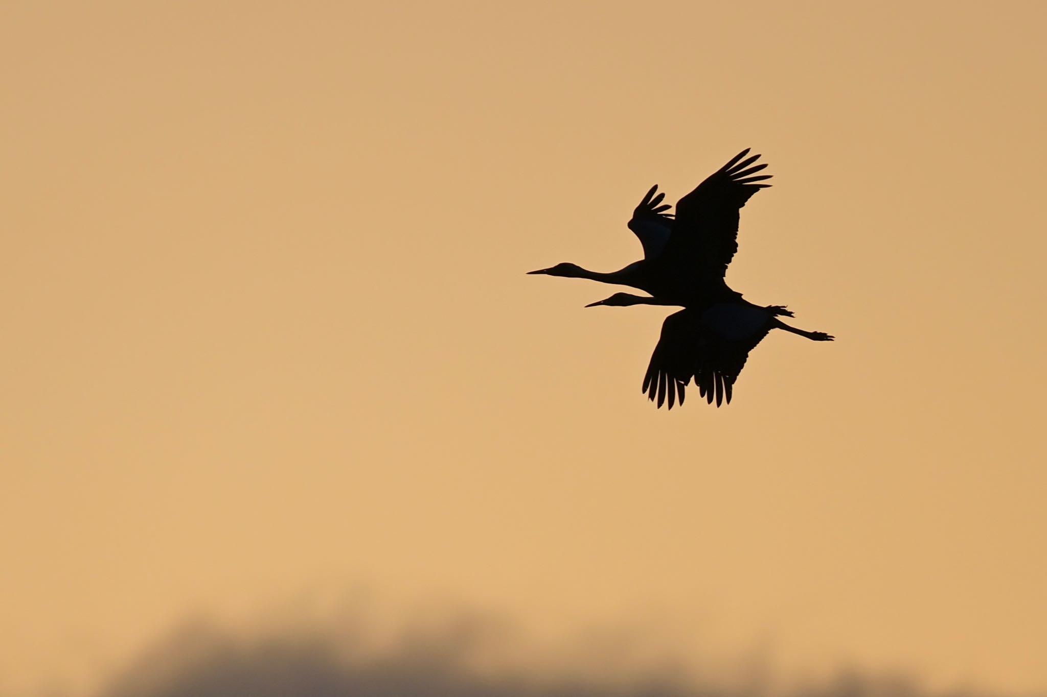 Photo of White-naped Crane at  by 美妃8