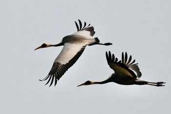 White-naped Crane Unknown Spots Thu, 1/25/2024