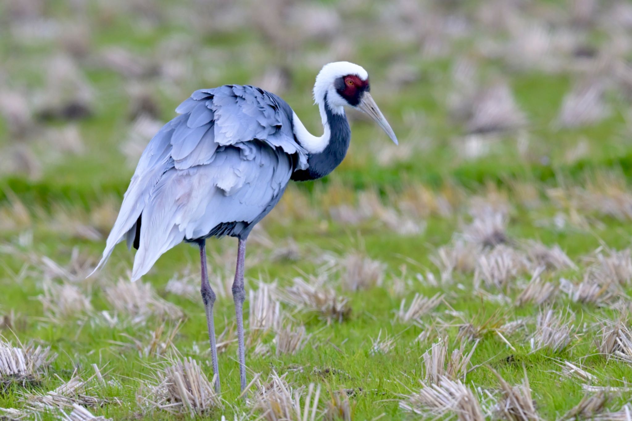 Photo of White-naped Crane at  by 美妃8