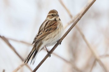 Common Reed Bunting Unknown Spots Tue, 2/6/2024