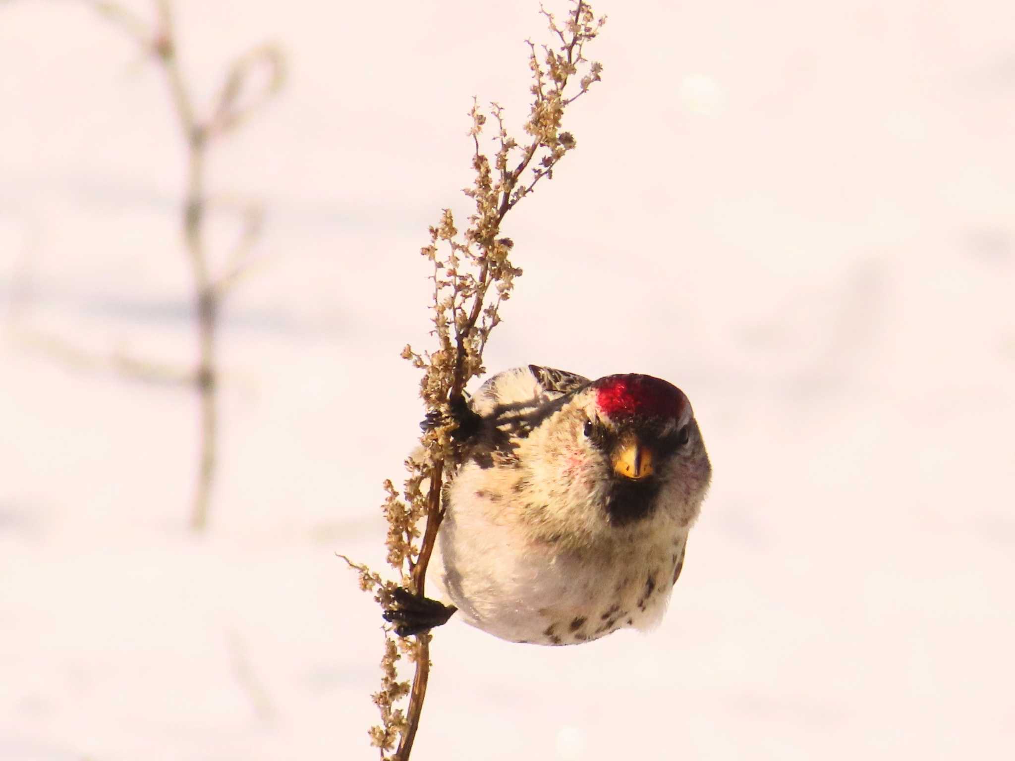 Photo of Common Redpoll at 鵡川河口 by ゆ