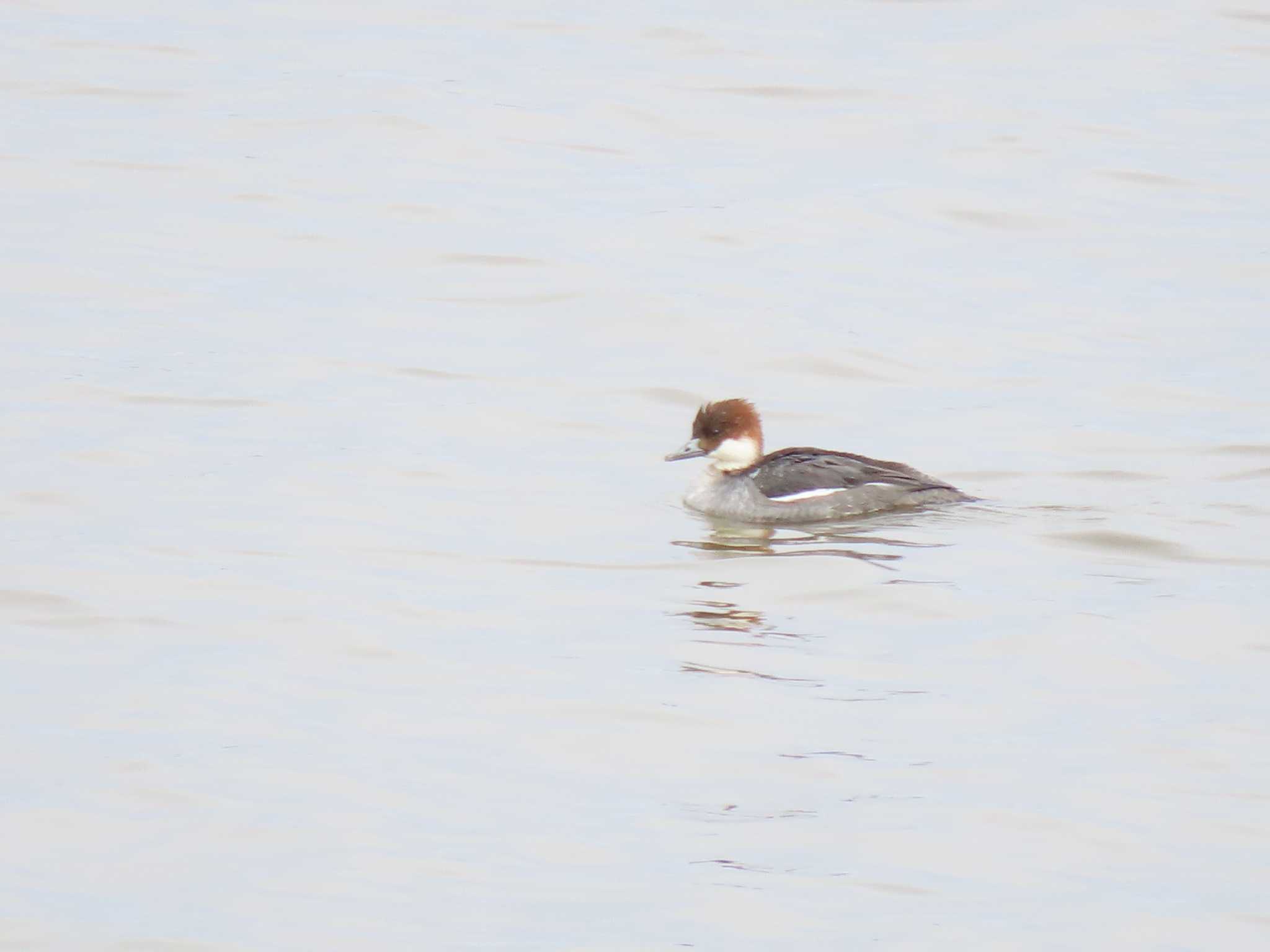 Smew