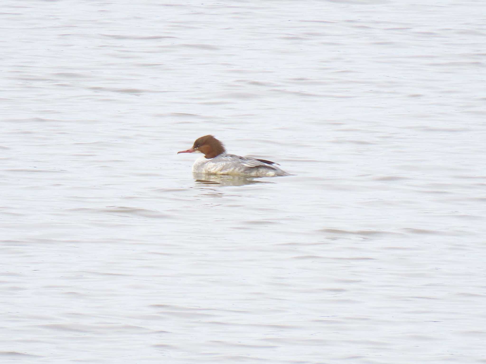 Common Merganser