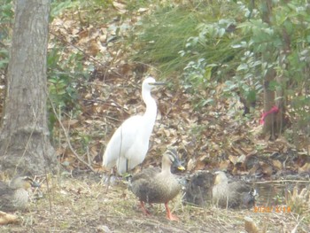 コサギ 桑袋ビオトープ公園 2023年2月19日(日)