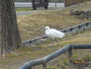 コサギ 桑袋ビオトープ公園 2023年2月19日(日)