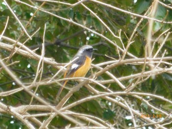 2023年2月19日(日) 桑袋ビオトープ公園の野鳥観察記録