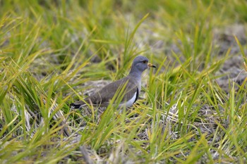 Grey-headed Lapwing 加木屋緑地 Mon, 11/19/2018